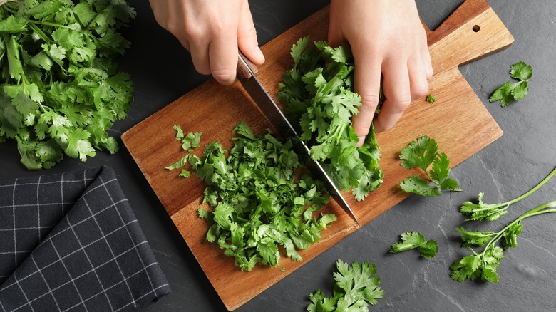 Hands chopping cilantro on board