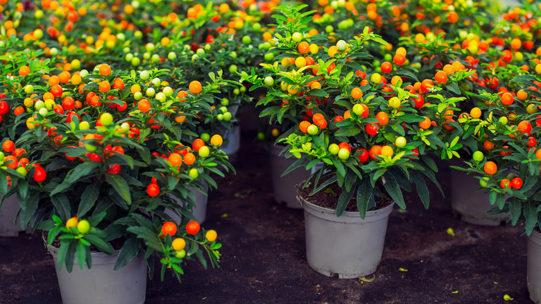 Potted Jerusalem cherry plants with ripe fruit