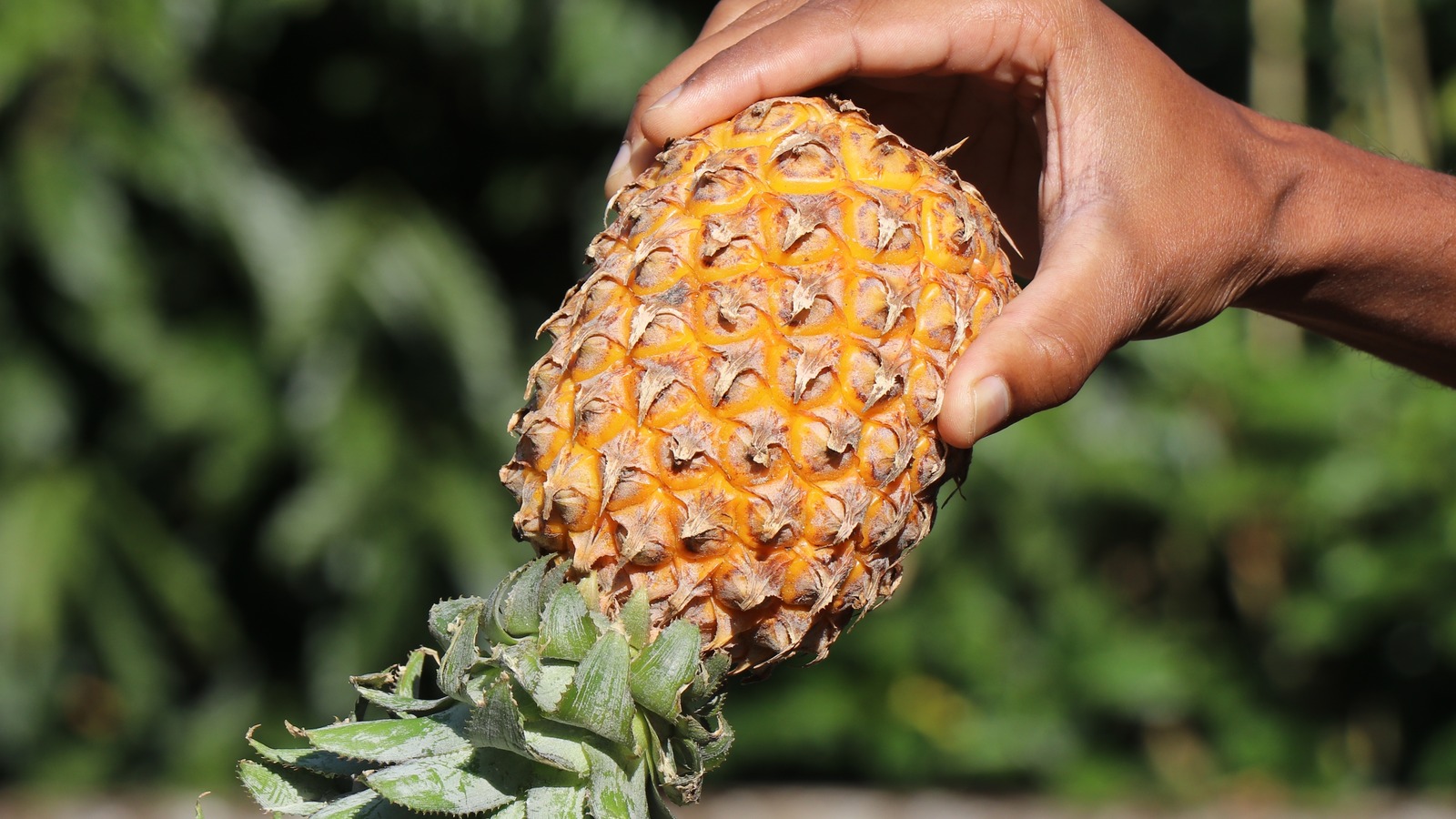 https://www.foodrepublic.com/img/gallery/does-storing-pineapple-upside-down-actually-make-it-juicier/l-intro-1686842923.jpg