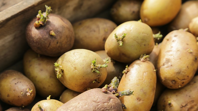 Sprouted potatoes in a box