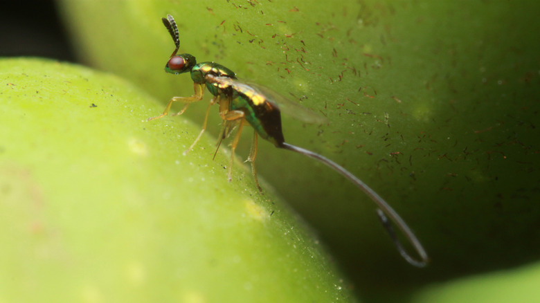 Fig wasp on unripend fig