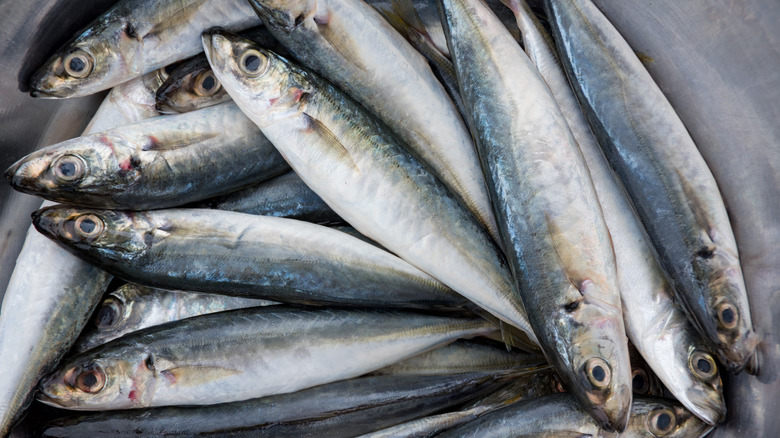 Fresh sardines 