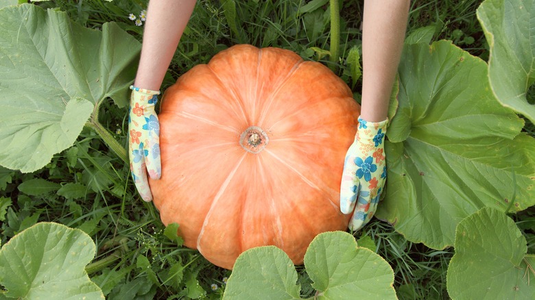 gardener touching a pumpkin