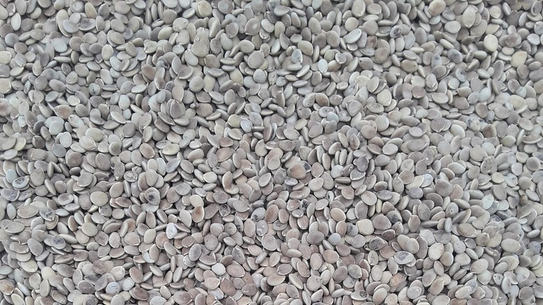 seeds from Melon Loco called acualaistas