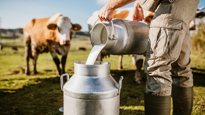 farmer pouring milk into canister