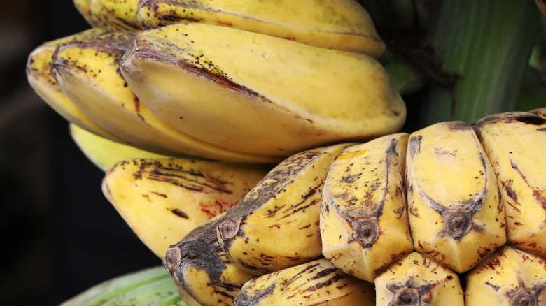 Bunch of praying hands bananas