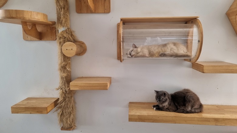 cats reclining on wall shelves