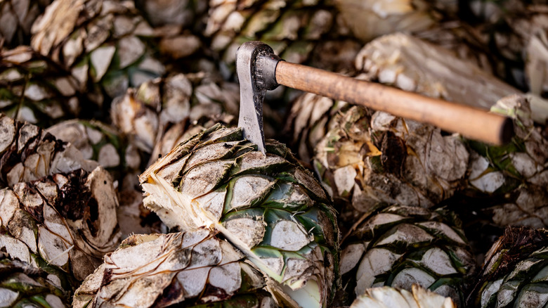 agave hearts being cut