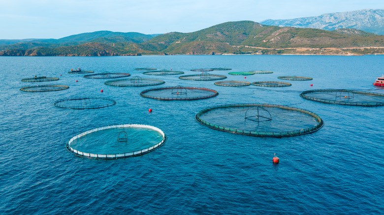 fish pens in ocean