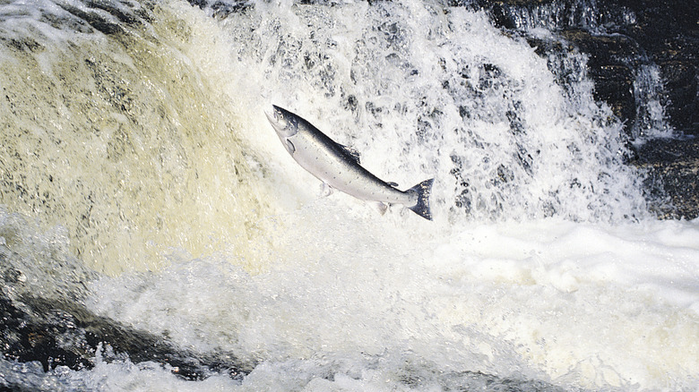 Wild salmon jumping upstream