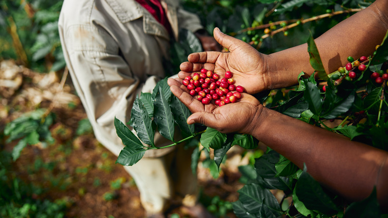 Hands holding red coffee berries