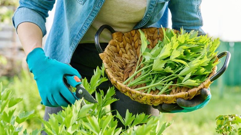 Person harvesting herbs with pruning shears