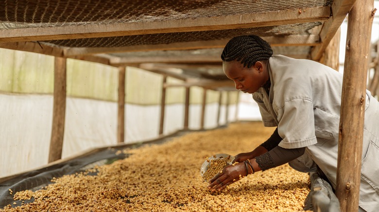 Woman tending to coffee cherries