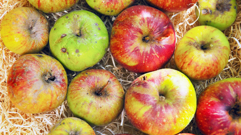 Eagle-eye view of apples with bruises