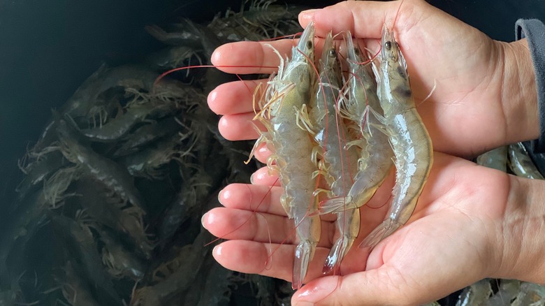 raw shrimp in hands