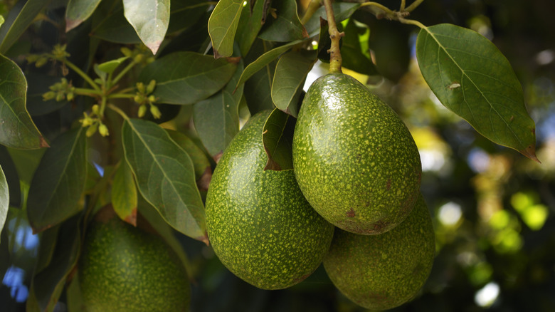 How The Avocado Got Its Americanized Name