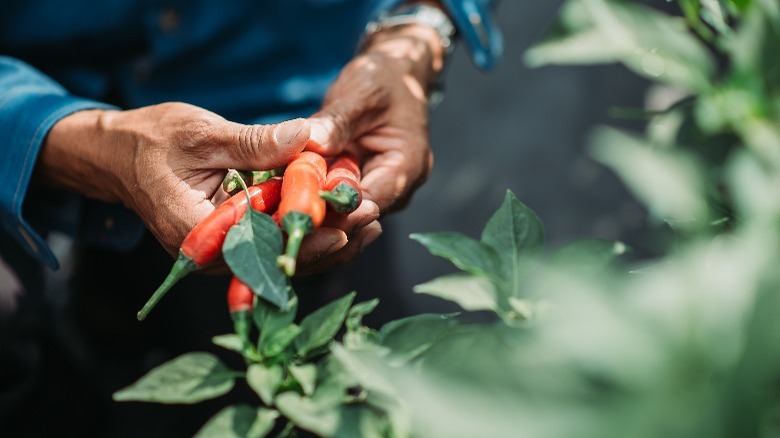 Harvesting chili peppers from farm