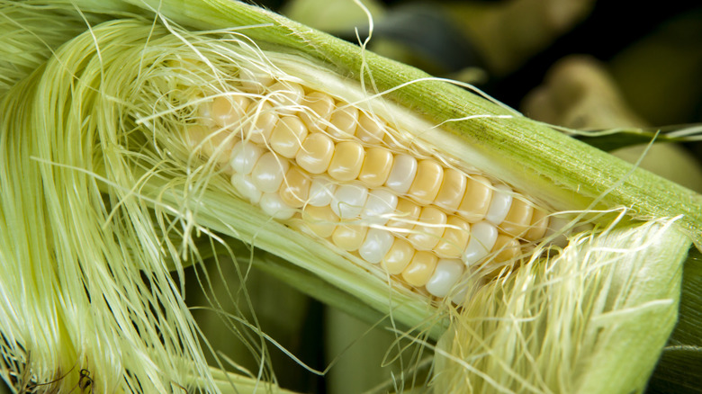 Corn with a strip of its husk peeled back