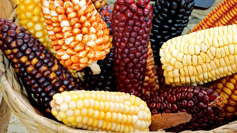 Different breed of corn together in a basket