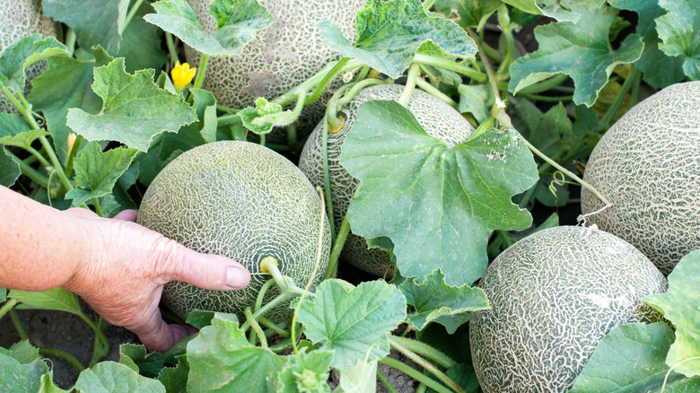Cantaloupes growing in field 
