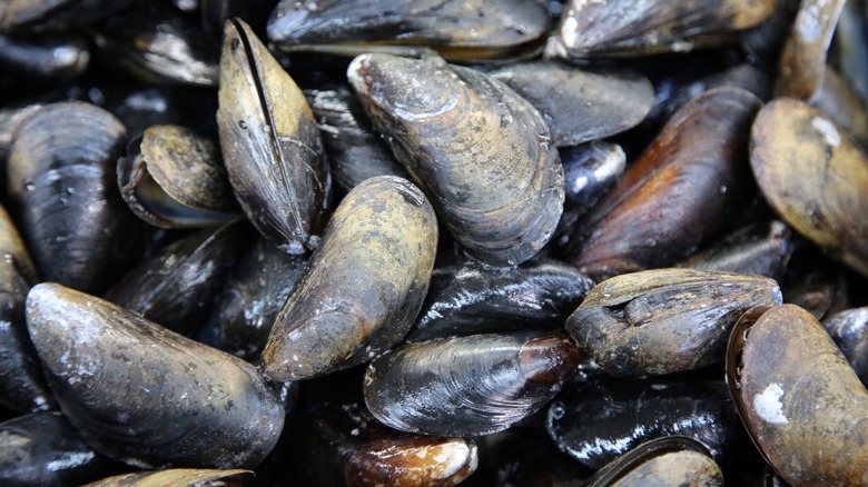 wild mussels in fish market