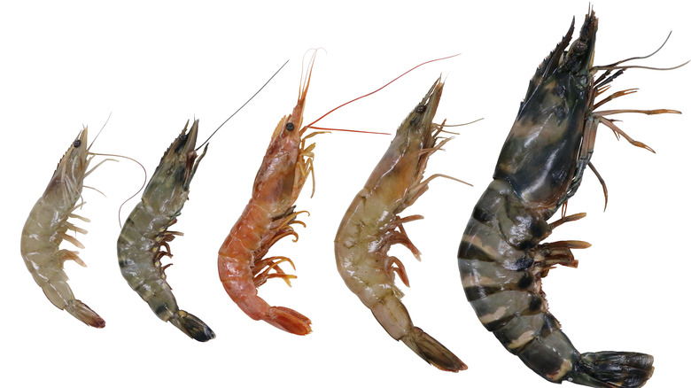 different size shrimp
