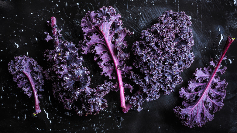 Purple kale leaves