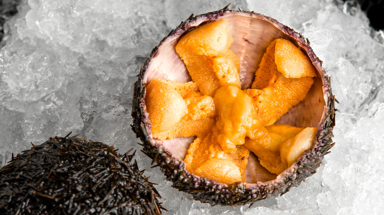 fresh sea urchin on ice