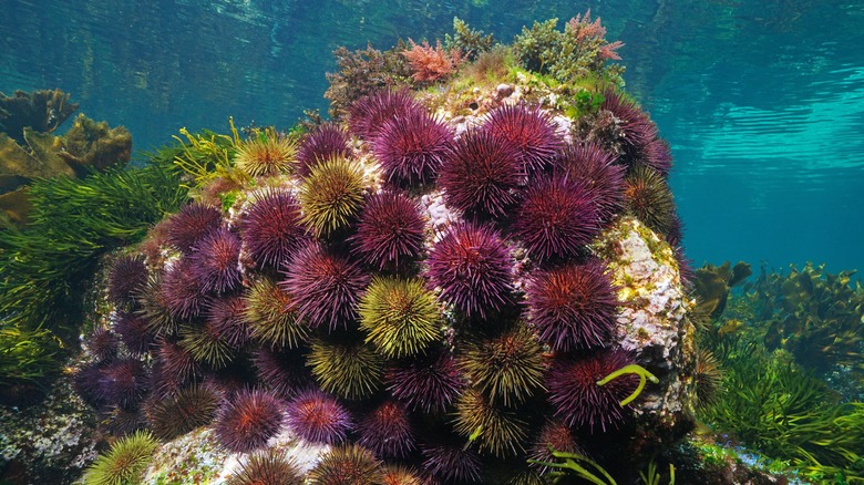 purple sea urchins on a rock in the ocean