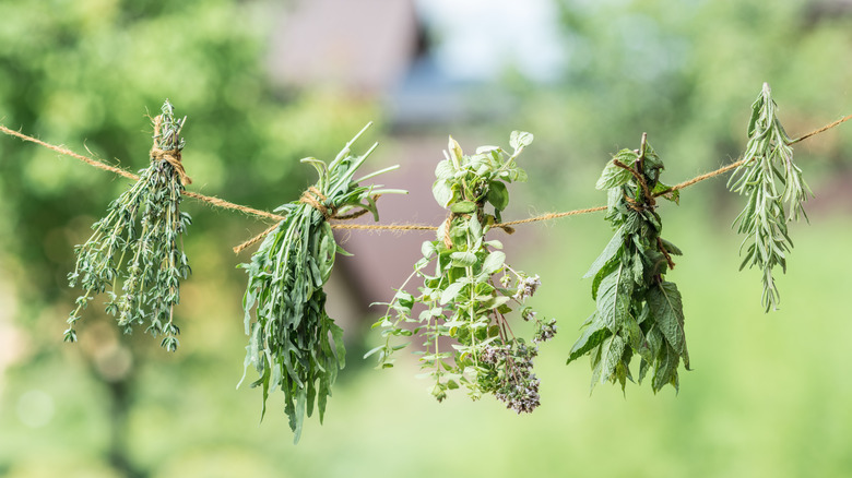 Herbs hang upside down on a string to dry.