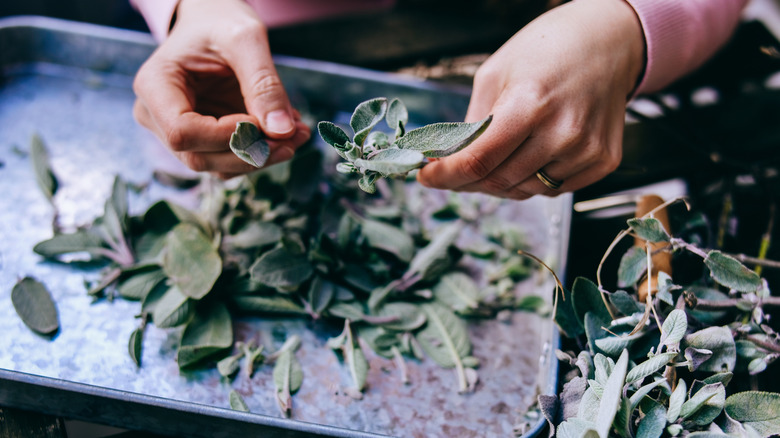 A woman picks sage for drying.