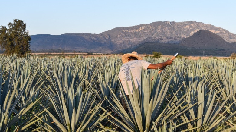 Agave plants being harvested