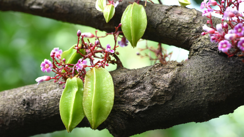 green star fruit on a tree