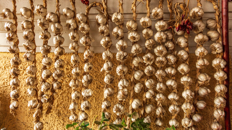 Garlic is hanging in ropes along a wall.