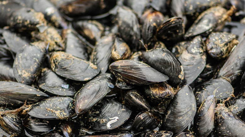pile of black mussels