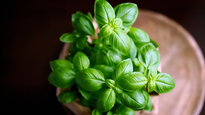 Fresh basil leaves on a plant