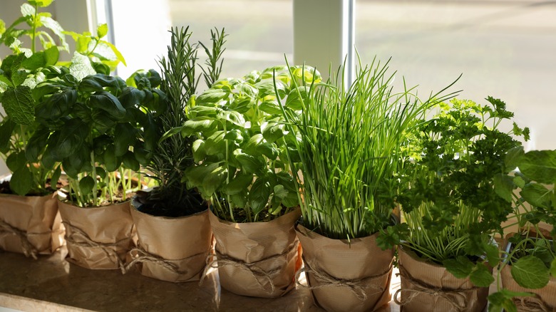 Pots of fresh herbs on a windowsill