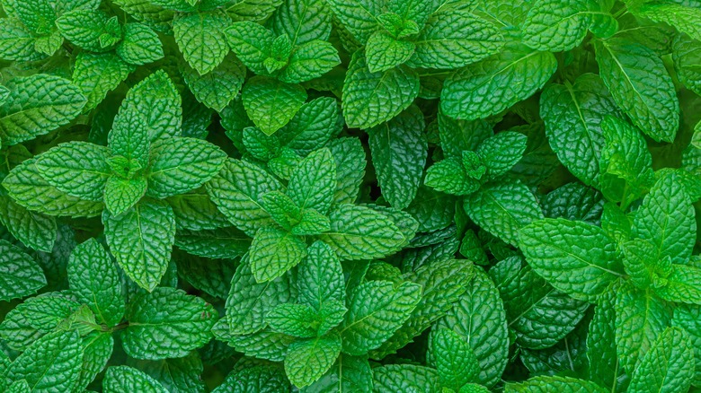 Texture shot of fresh mint plants