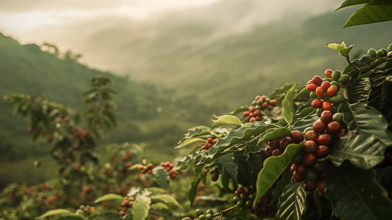 A misty morning in a lush coffee plantation at sunrise sends a message for relaxation.