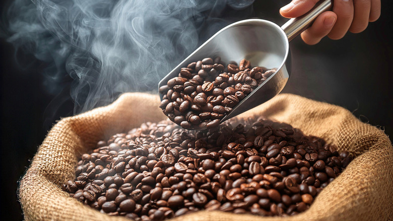 A hand holds a scoop filled with roasted coffee beans from a burlap sack with a cloud of smoke coming from the bag.