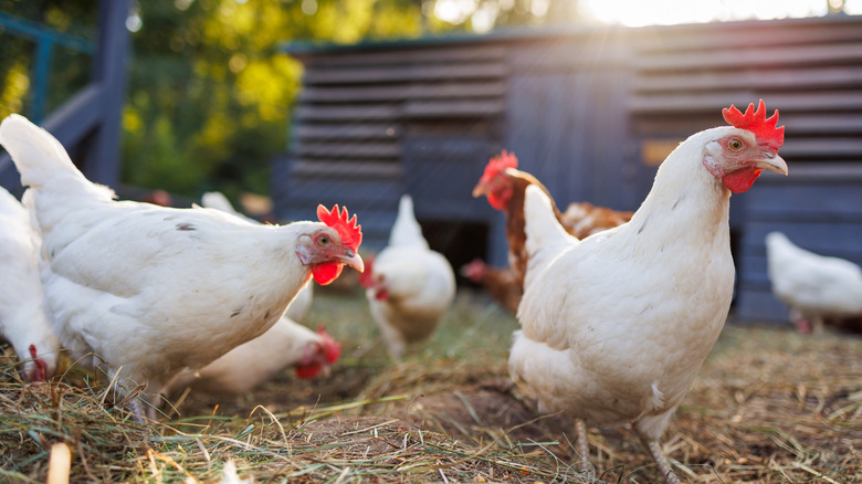 A group of chickens outside their coop