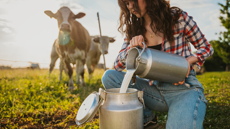 Farmer pouring raw milk into cannister