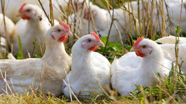 Free-range chickens at organic farm 