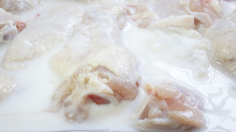 Raw pieces of chicken marinate in buttermilk