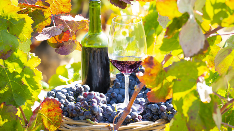 red wine bottle and glass in vineyard with grapes