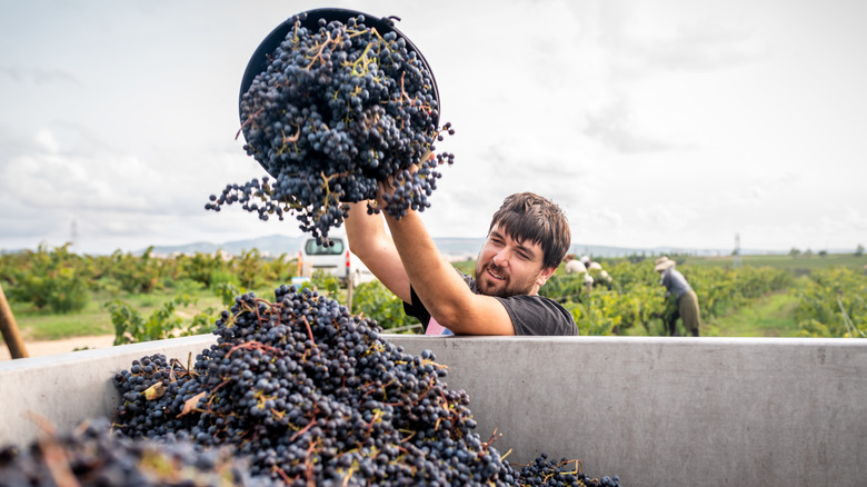 wine grapes picked at harvest