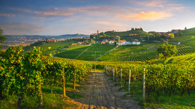 Piedmont wine region of Italy