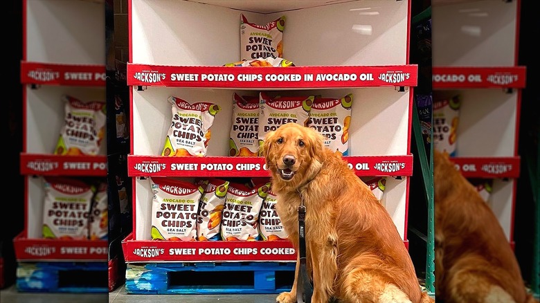 Dog sitting in front of a Jackson's chip display