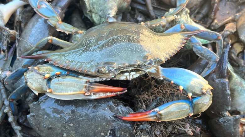 Blue crab on pile of shellfish