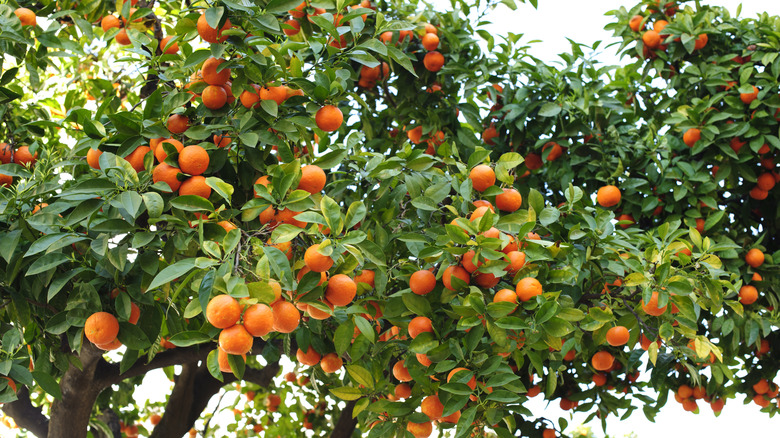 Seville sour orange